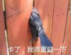 动物 鸽子 卡了 我得重启一下 搞怪 逗