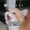 萌宠 猫星人 啊 好热啊 热死了 呆萌 可爱