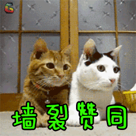 萌宠 猫咪 猫 赞 强烈赞同 soogif soogif出品
