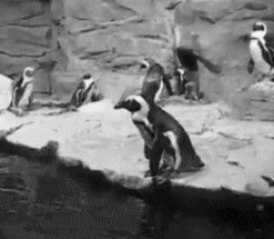 企鹅 蠢萌 落水 搞笑