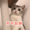 对不起嘛 猫 可爱 呆萌