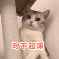 对不起嘛 猫
