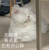 萌宠 猫星人 无所谓 也有点心碎 呆萌 可爱