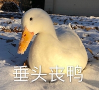 萌宠 小鸭子 垂头丧鸭 搞怪 逗