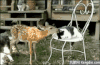 恶搞 动物 猫猫