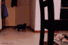 跑酷 parkour 成精 猫 客厅