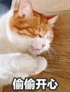 萌宠 喵星人 偷偷开心 偷笑 活泼 可爱
