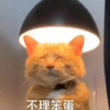萌宠 喵星人 不理笨蛋 嫌弃 呆萌 可爱