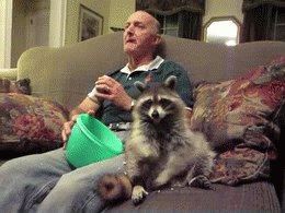 浣熊 raccoon 吃货 看电影 沙发 爆米花