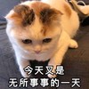 萌宠 喵星人 好无聊啊 今天又是无所事事的一天 呆萌 可爱