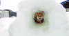 柯基 corgi