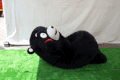 熊本熊 可爱 健身 搞笑