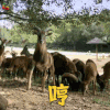萌宠 长颈鹿 哼 搞怪 soogif soogif出品