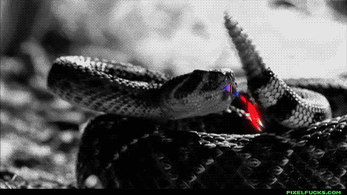 蛇 snake animal 舌头 彩色