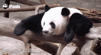 大熊猫 国宝 放空自我 萌