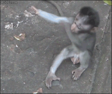 猴子 拥抱 快过来 可爱