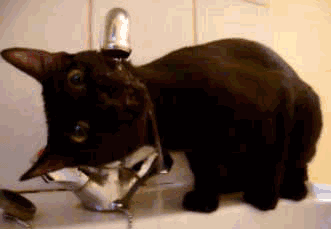 猫咪 歪头 伸舌头 喝水