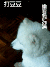 逗比 萌物 萨摩耶 打豆豆 生气 谁让你看我洗澡