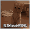 萌宠 喵星人 我是你的小可爱呀 看看我 呆萌 可爱