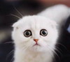 猫咪 白毛 大眼睛 可爱