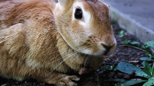 小兔 吃草 可爱 萌宠