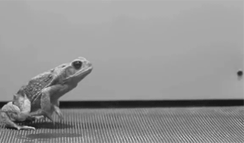 青蛙 跳跃 恐怖 大长腿