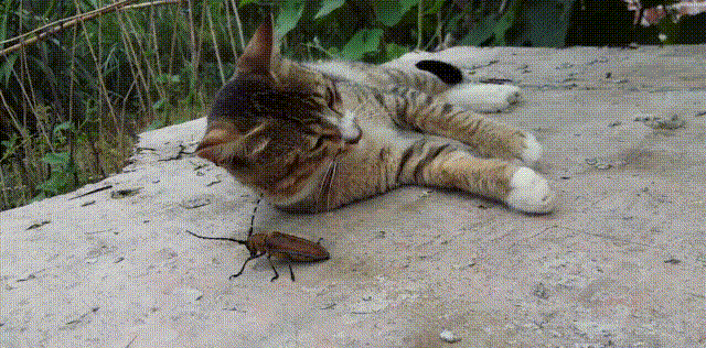 猫咪 虫虫 玩耍 可爱