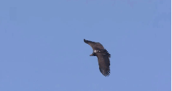 动物 掠食动物战场 盘旋 秃鹫 纪录片 蓝天 飞