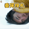 南极绝恋 赵又廷 垂死挣扎 soogif soogif出品