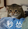 萌宠 猫星人 秒怂 无辜 呆萌 可爱