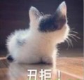 丑拒 猫咪 趴着 转头