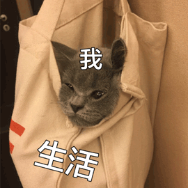 猫 我 生活