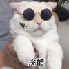 猫咪 可爱 呆萌 斗图 恶搞 冷酷