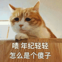 猫 傻子 年纪 可爱 呆萌