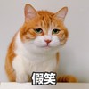萌宠 猫星人 假笑 呆萌 搞怪 逗