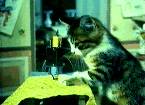 猫咪 缝纫机 搞笑 认真