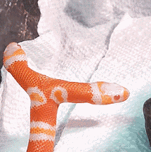 双头蛇 橘色 小可爱 萌物 吐舌头