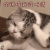 萌宠 猫 你说啥 我没听清 搞怪 soogif soogif出品