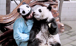 熊猫 工人 吃东西 亲吻