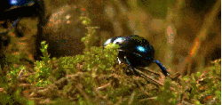 昆虫 爬行 甲虫 神话的森林 纪录片