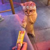 萌宠 猫星人 若有所思 想吃 搞怪 呆萌