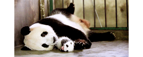 熊猫 panda