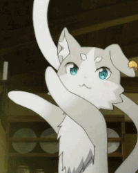 猫咪 鼓掌 可爱 搞笑 萌萌哒
