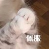 萌宠 猫星人 佩服 厉害 呆萌 可爱