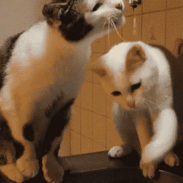 猫咪 喝水 自来水 口渴