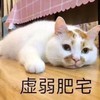 萌宠 猫星人 肥宅 虚弱 搞怪 呆萌