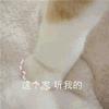 斗图 猫爪 这个家 听我的