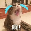 萌宠 喵星人 啊！ 我受不了啦 呆萌 憨憨