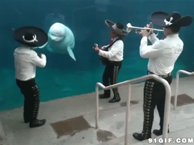 影视 不如跳舞 动物 海豚 音乐 跳舞 可爱