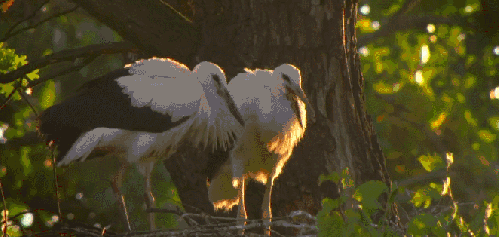 动物 白鹳 神话的森林 纪录片
